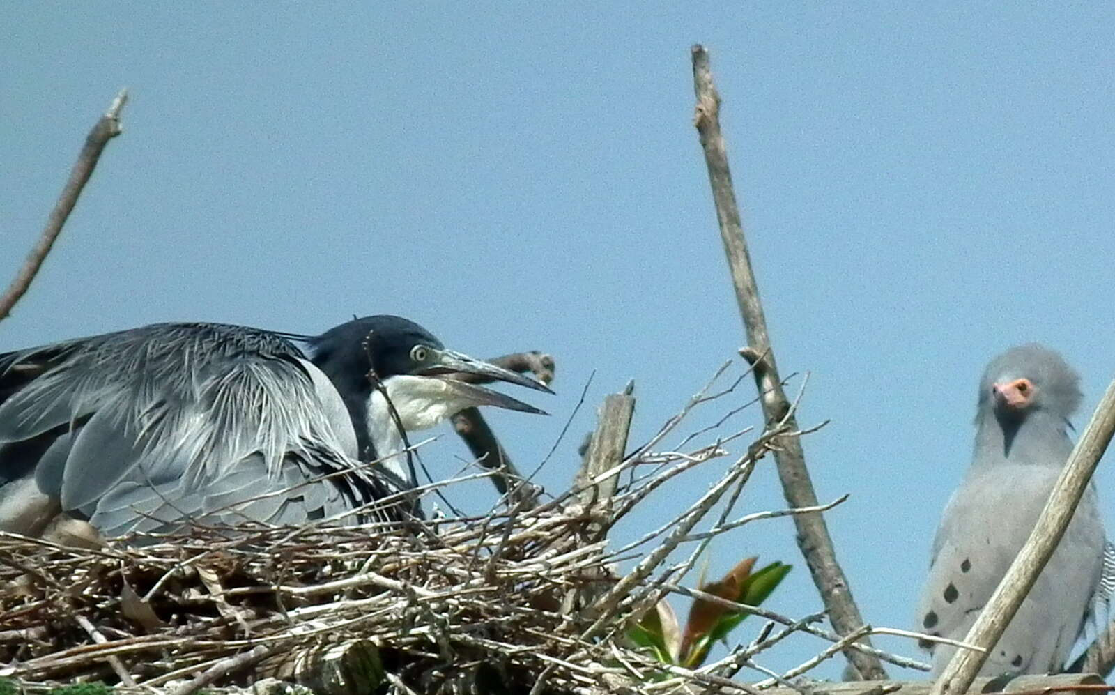 Image of Black-headed Heron