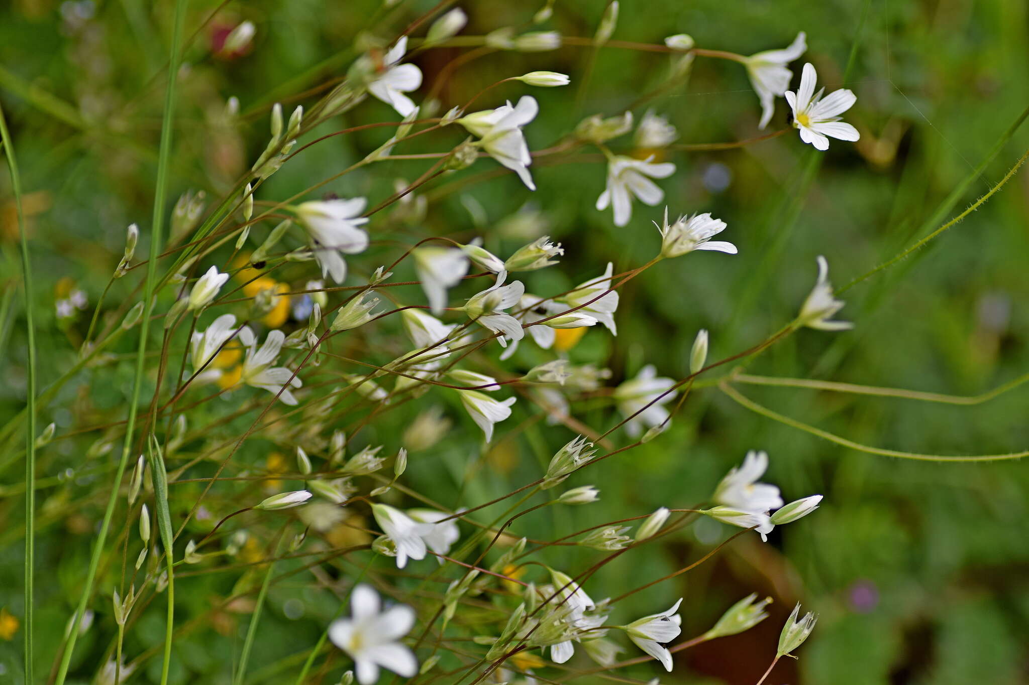 Image of Moenchia mantica (L.) Bartl.