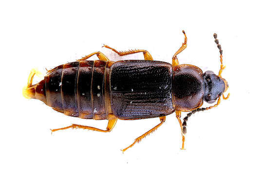 Image of Phyllodrepoidea