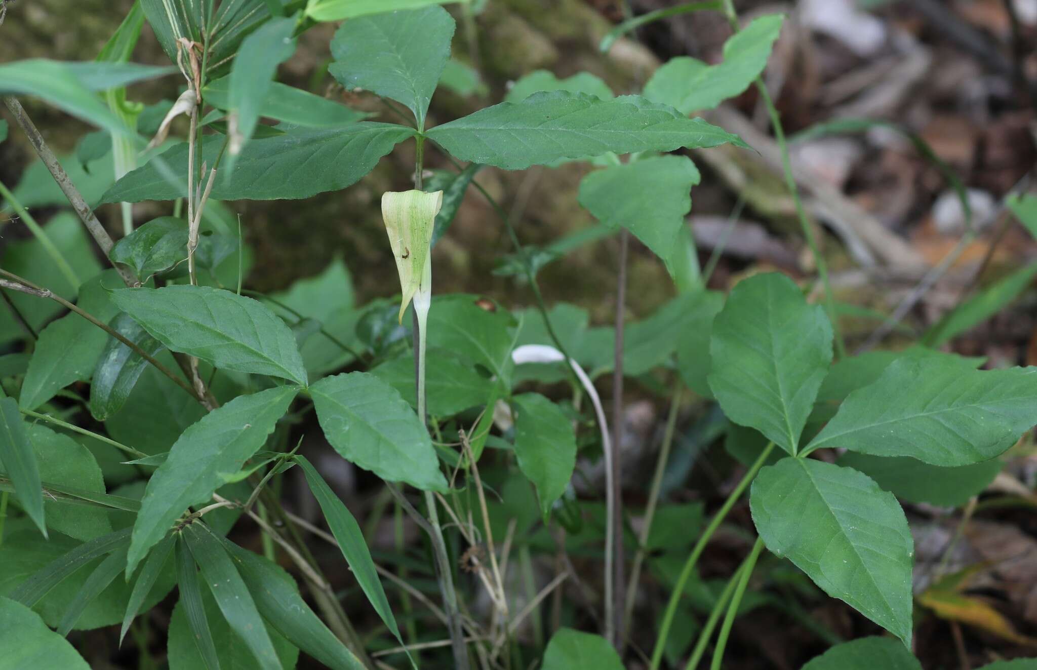 Слика од Arisaema triphyllum (L.) Schott