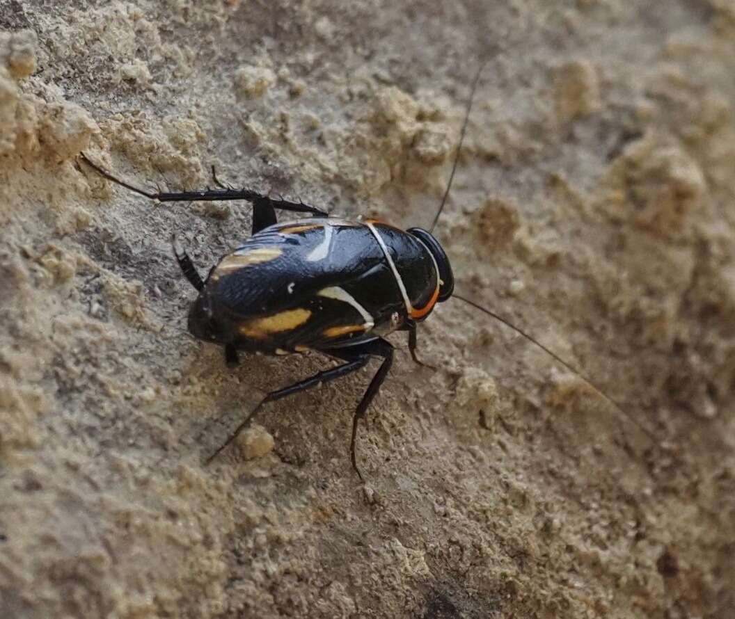 Image of Sundablatta pulcherrima (Shelford 1906)