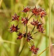 Слика од Juncus fontanesii Gay