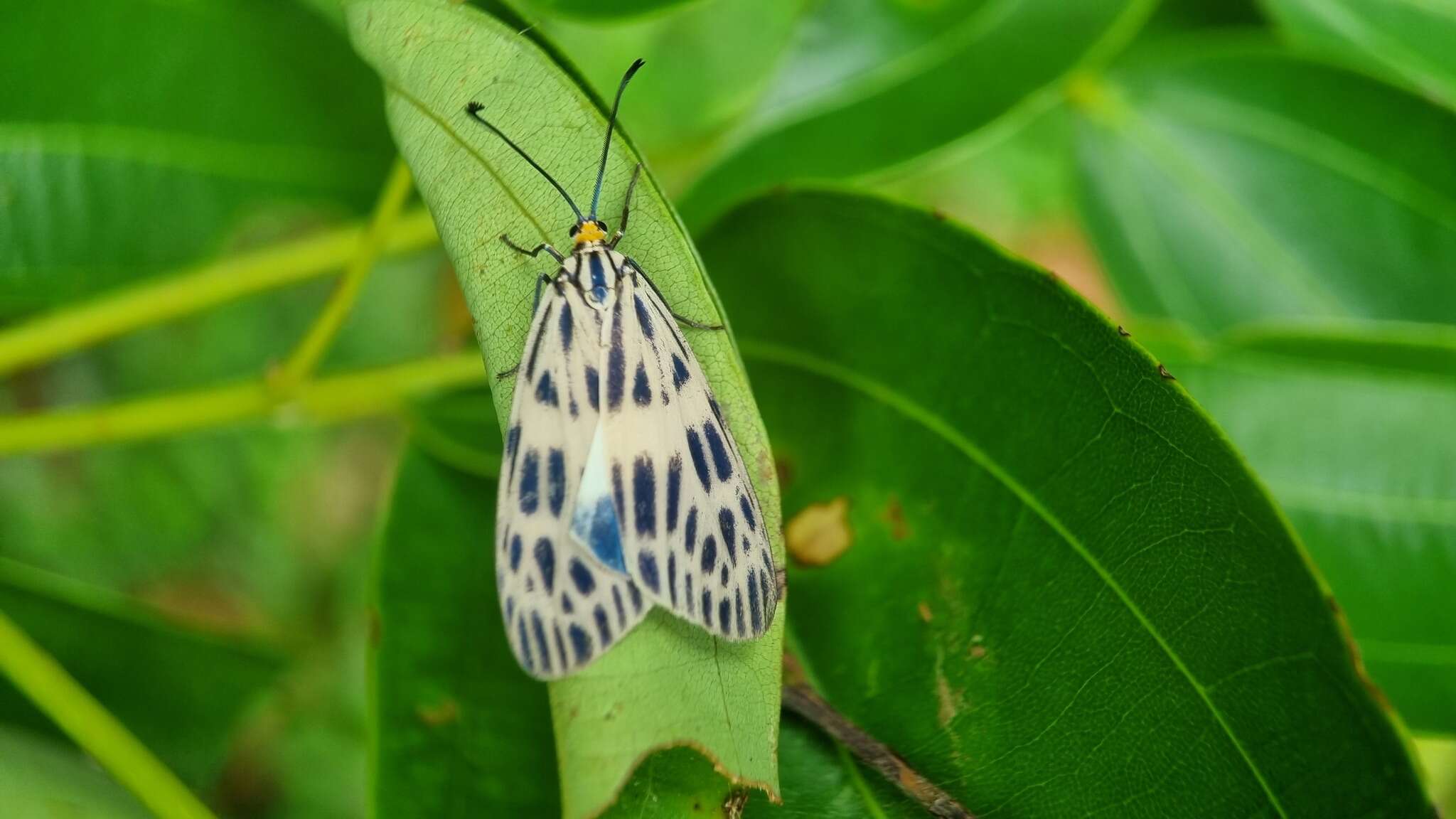 Image of Prosopandrophila distincta Guérin-Meneville 1843