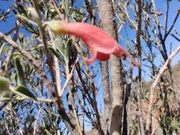 Image de Eremophila youngii F. Muell.