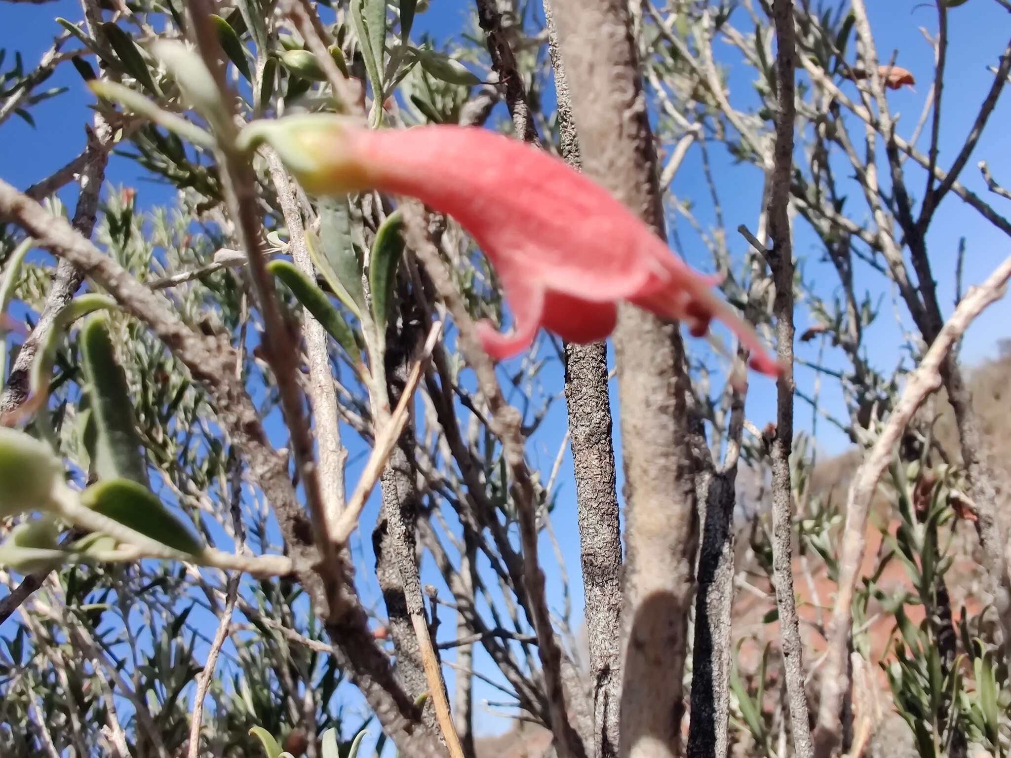 Image de Eremophila youngii F. Muell.