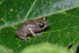 Image of Raorchestes griet (Bossuyt 2002)