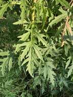 Image of Desert Ragwort