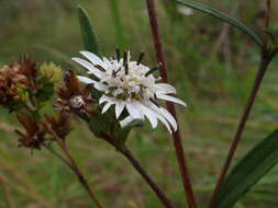 Image of Wedelia cardenasii (H. Rob.) B. L. Turner