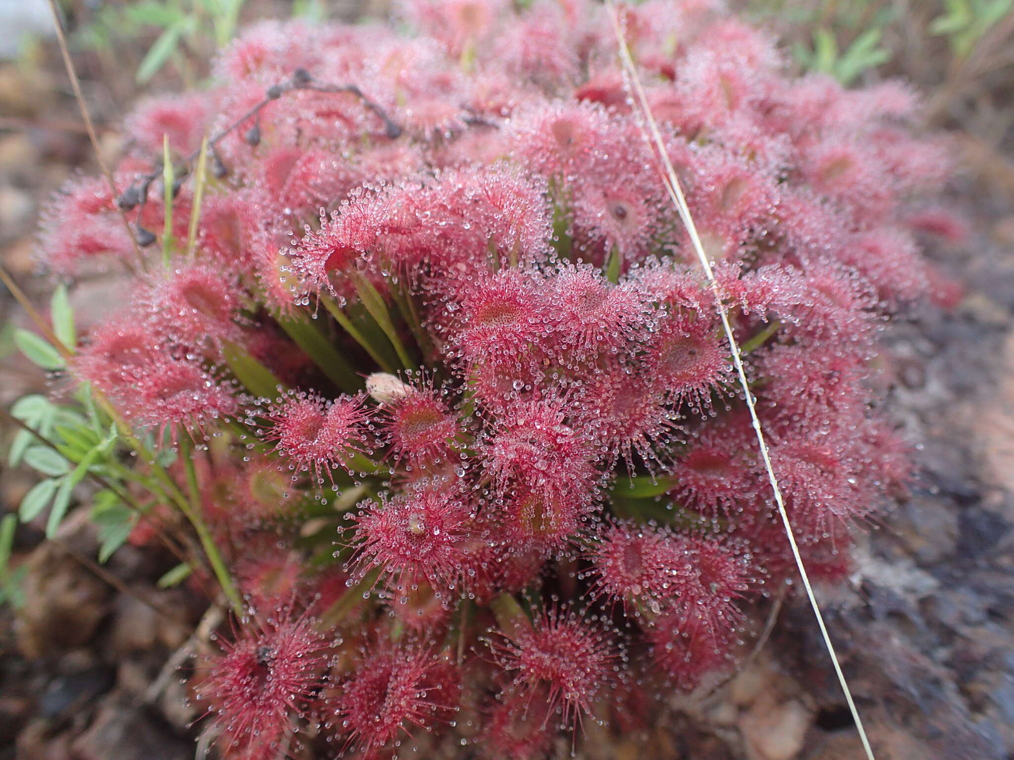 Image of Drosera dilatatopetiolaris Kondo