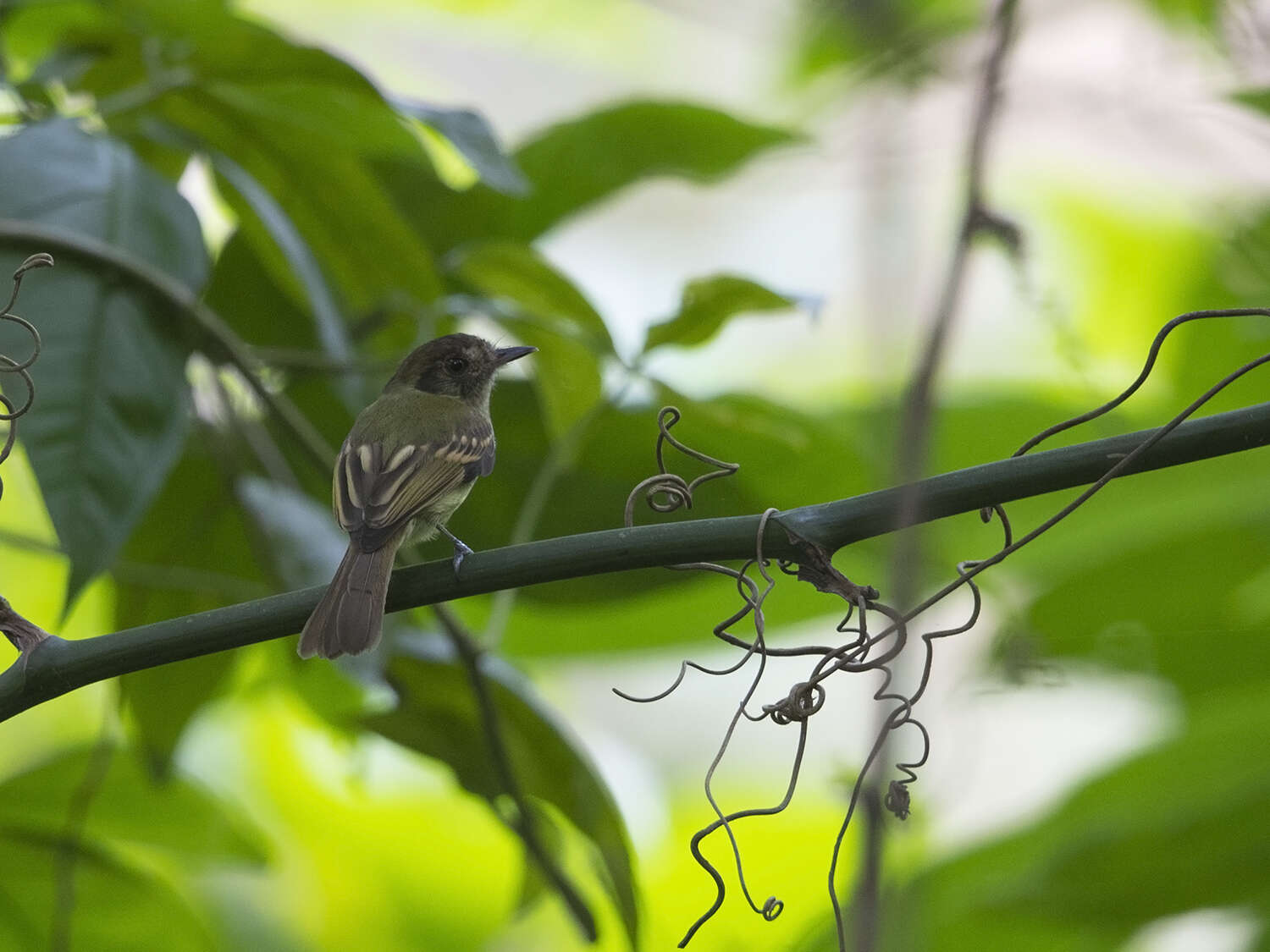 Leptopogon amaurocephalus Cabanis 1846 resmi