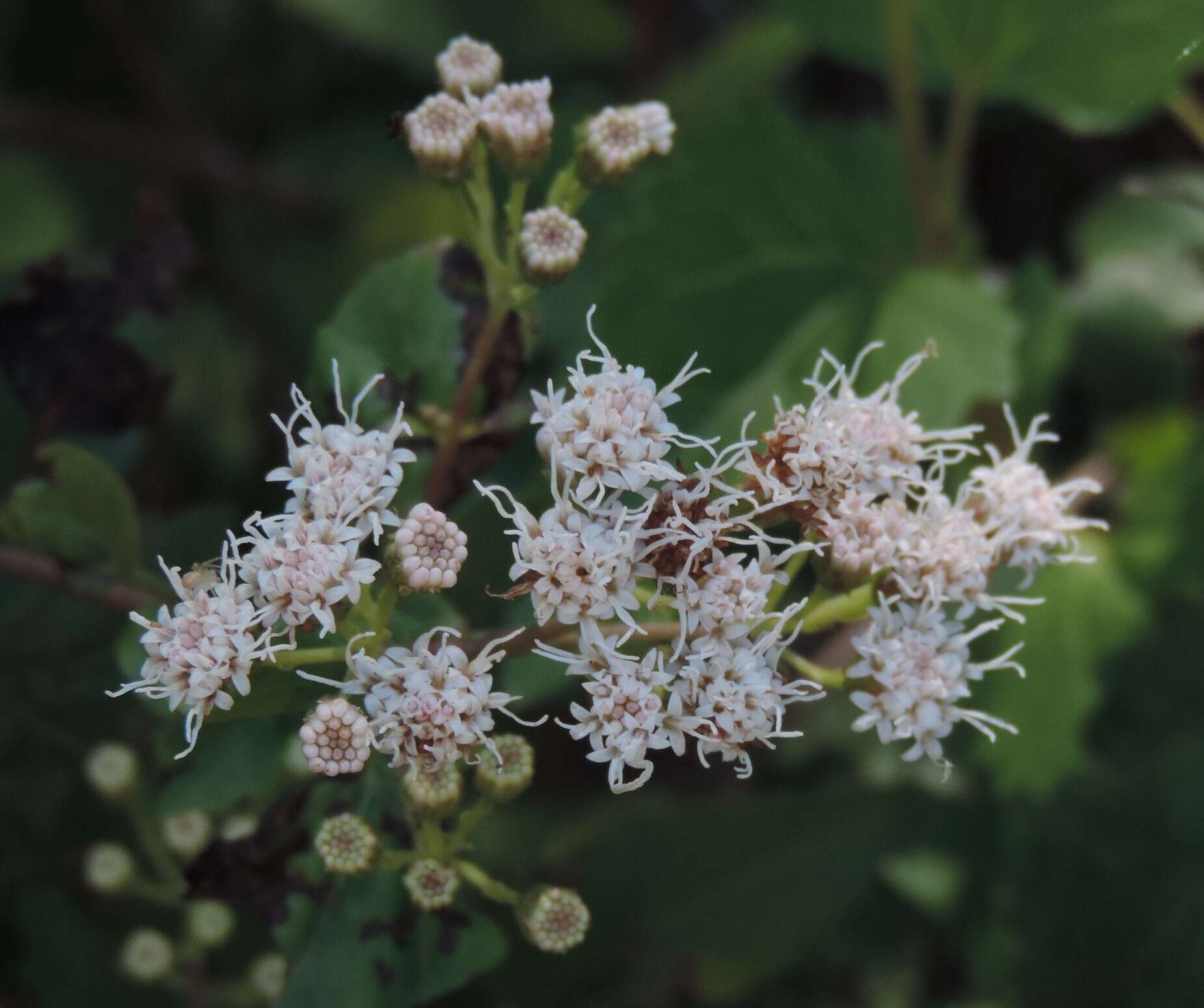 Image of Havana snakeroot