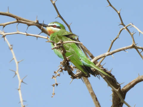 Image of Blue-cheeked Bee-eater