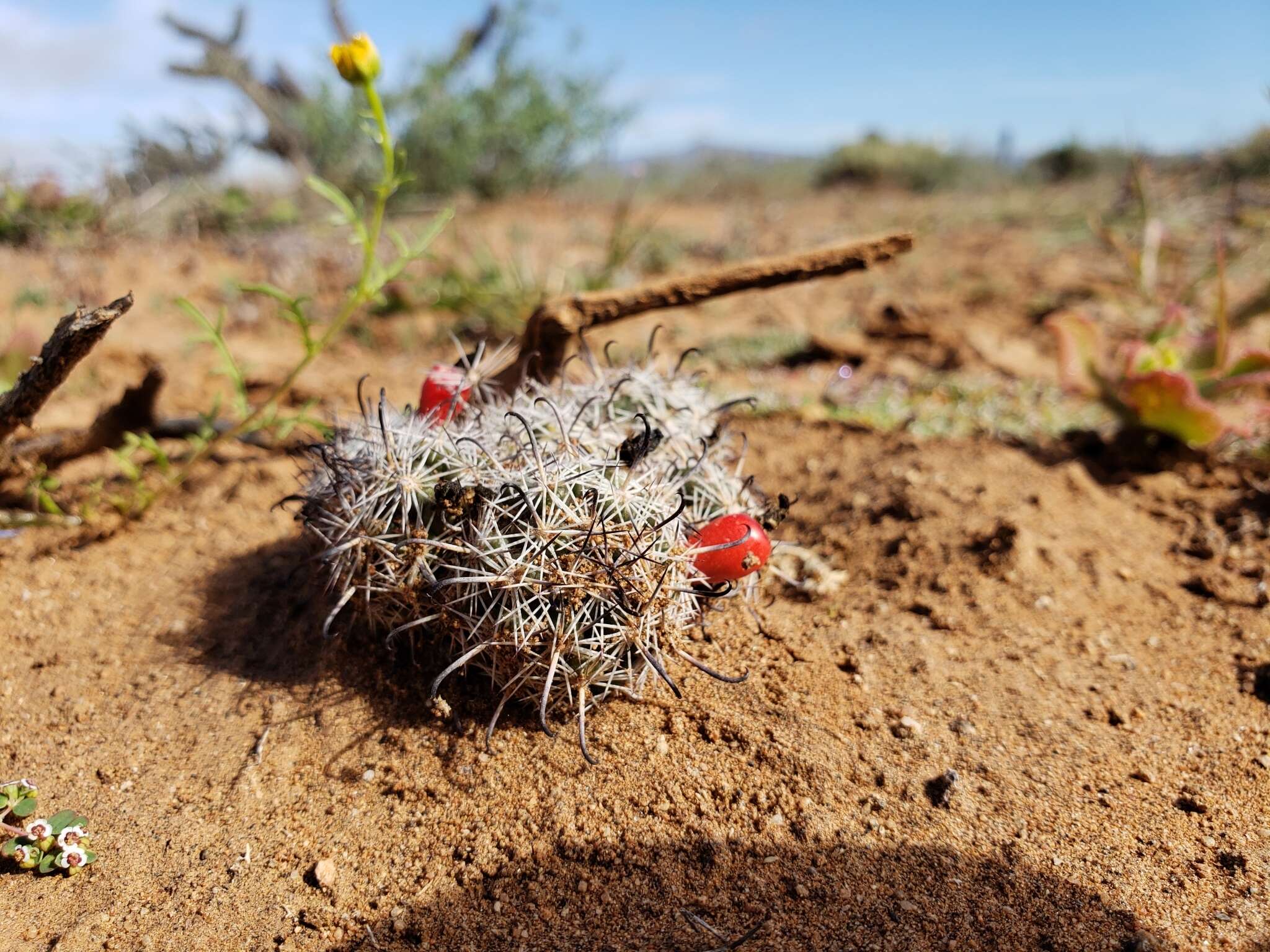 Image of Mammillaria hutchisoniana subsp. louisae (G. E. Linds.) D. R. Hunt