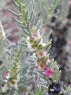 Image of Three-wing Bluebush