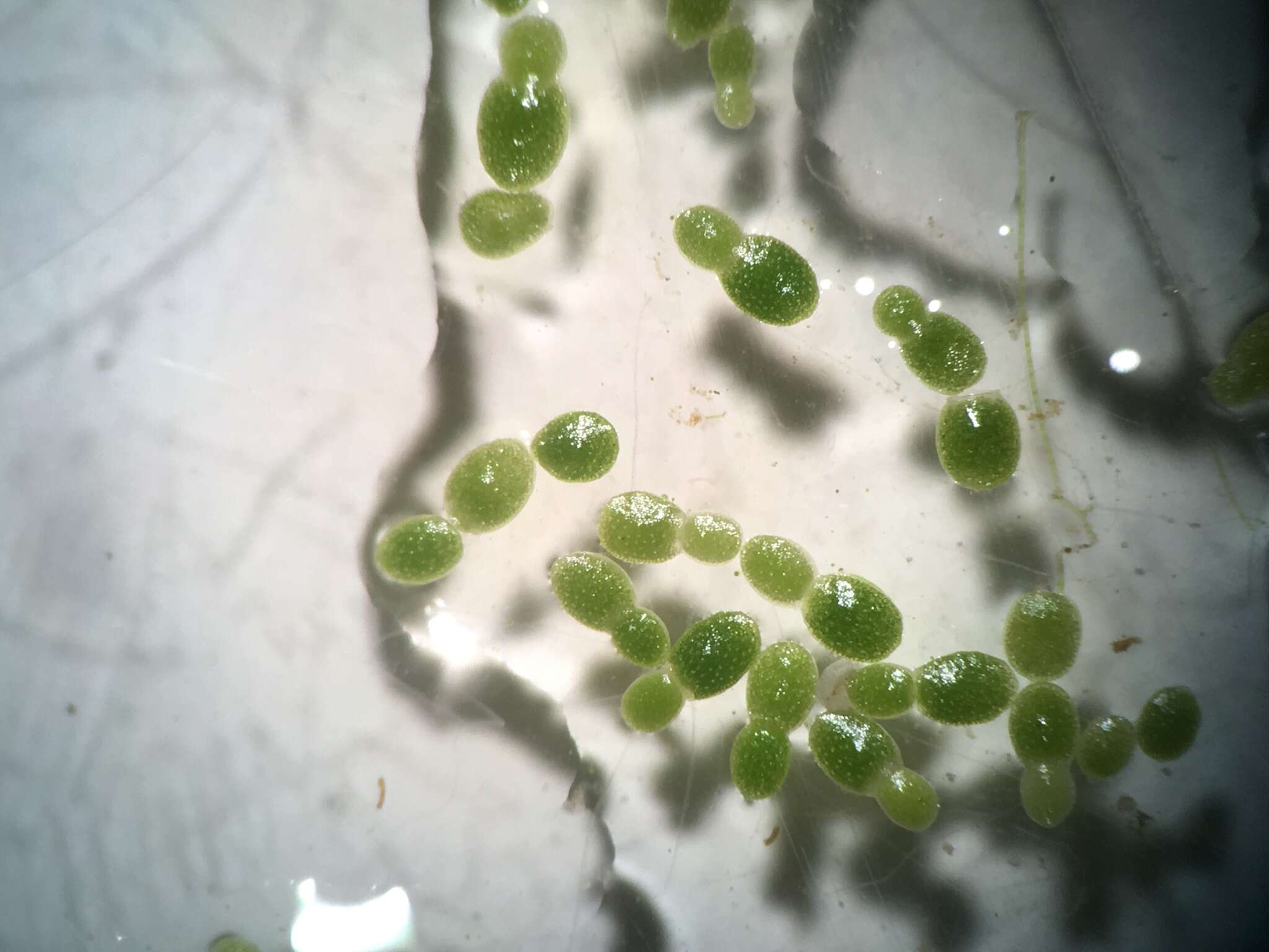 Image of Brazilian water meal