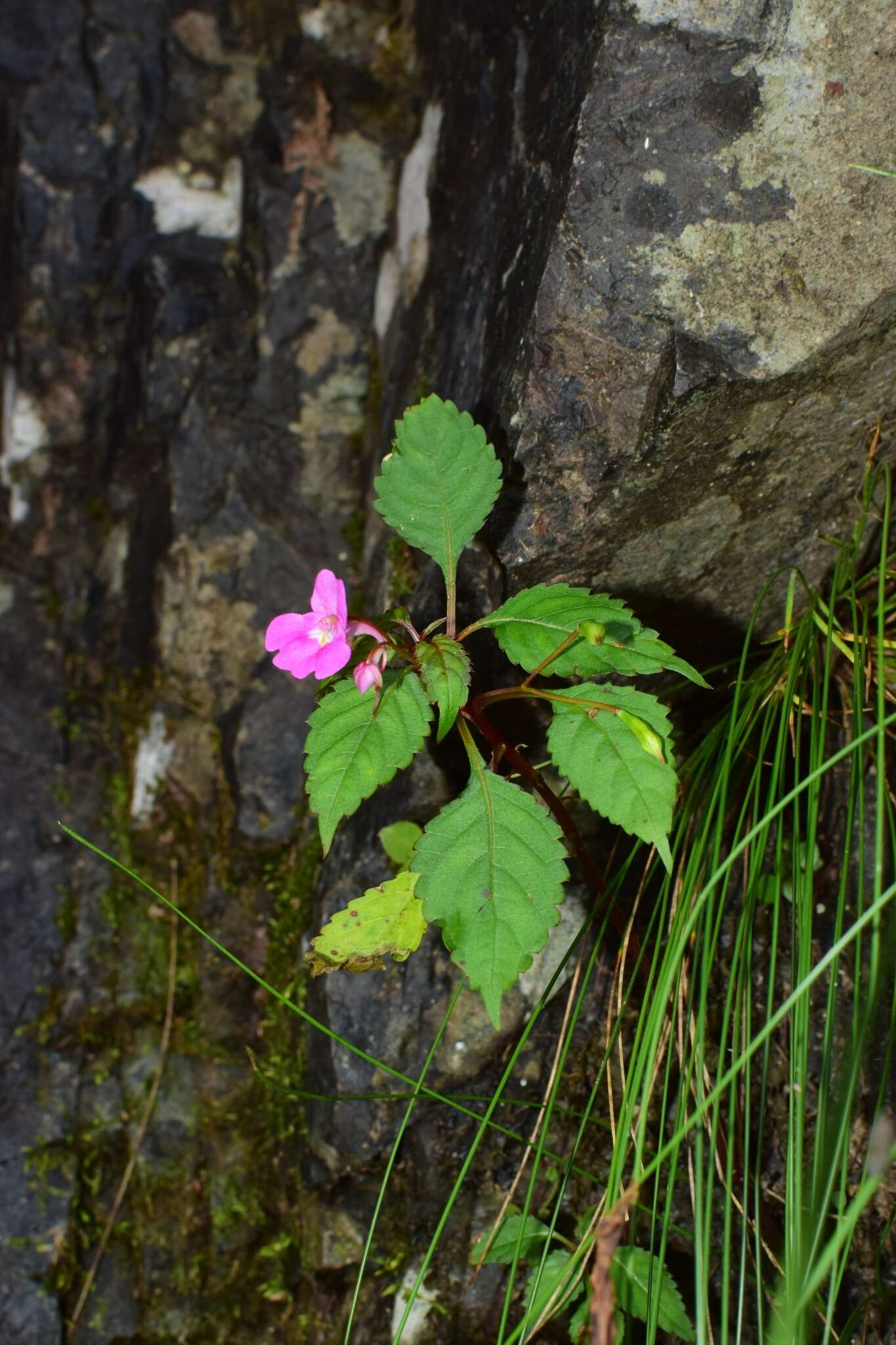 Impatiens chekiangensis Y. L. Chen resmi