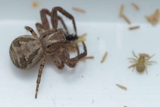 Image of common crab spider