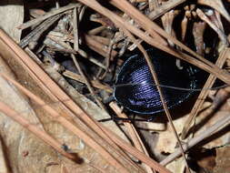 صورة Scaphinotus (Scaphinotus) unicolor (Fabricius 1787)