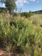 Image of Shrubby yellow eriosema