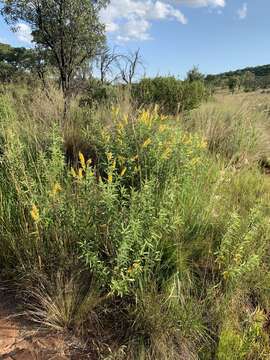 Image of Eriosema psoraleoides (Lam.) G. Don