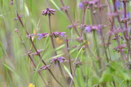 Imagem de Salvia judaica Boiss.