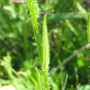 Image of common fiddleneck