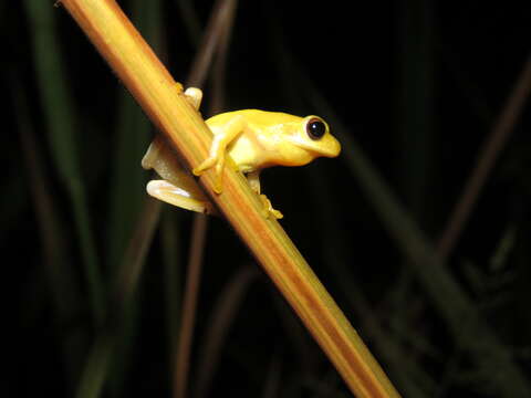 Image of Dendropsophus leali (Bokermann 1964)