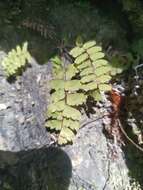 Image of Adiantum edgeworthii Hook.