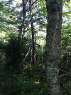 Image of Gray birch