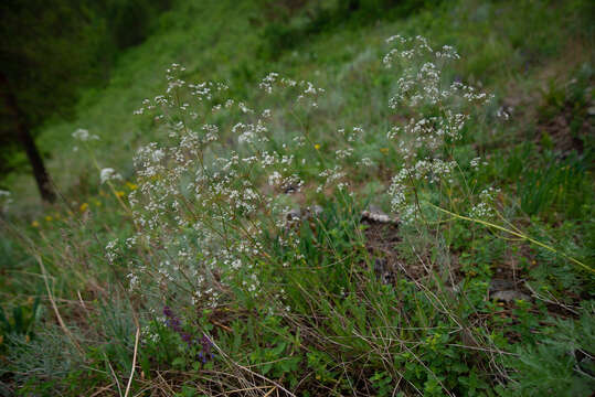 Image of Gypsophila altissima L.