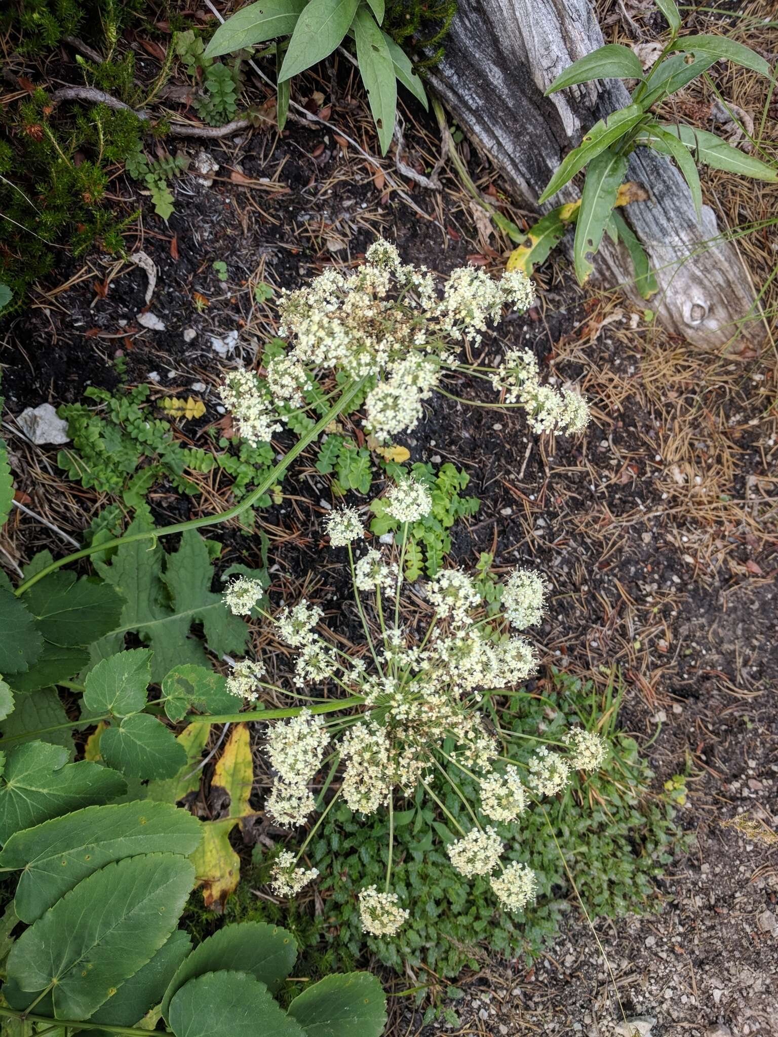 Слика од Laserpitium latifolium L.