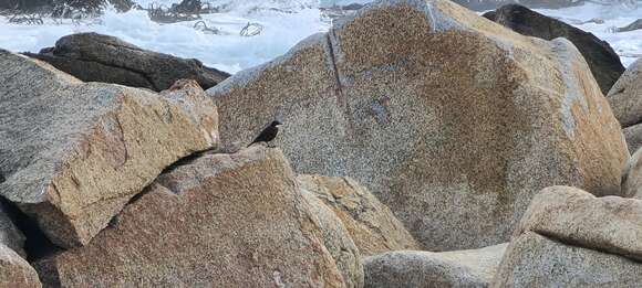 Image of Chilean Seaside Cinclodes