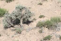 Image of pygmy sagebrush