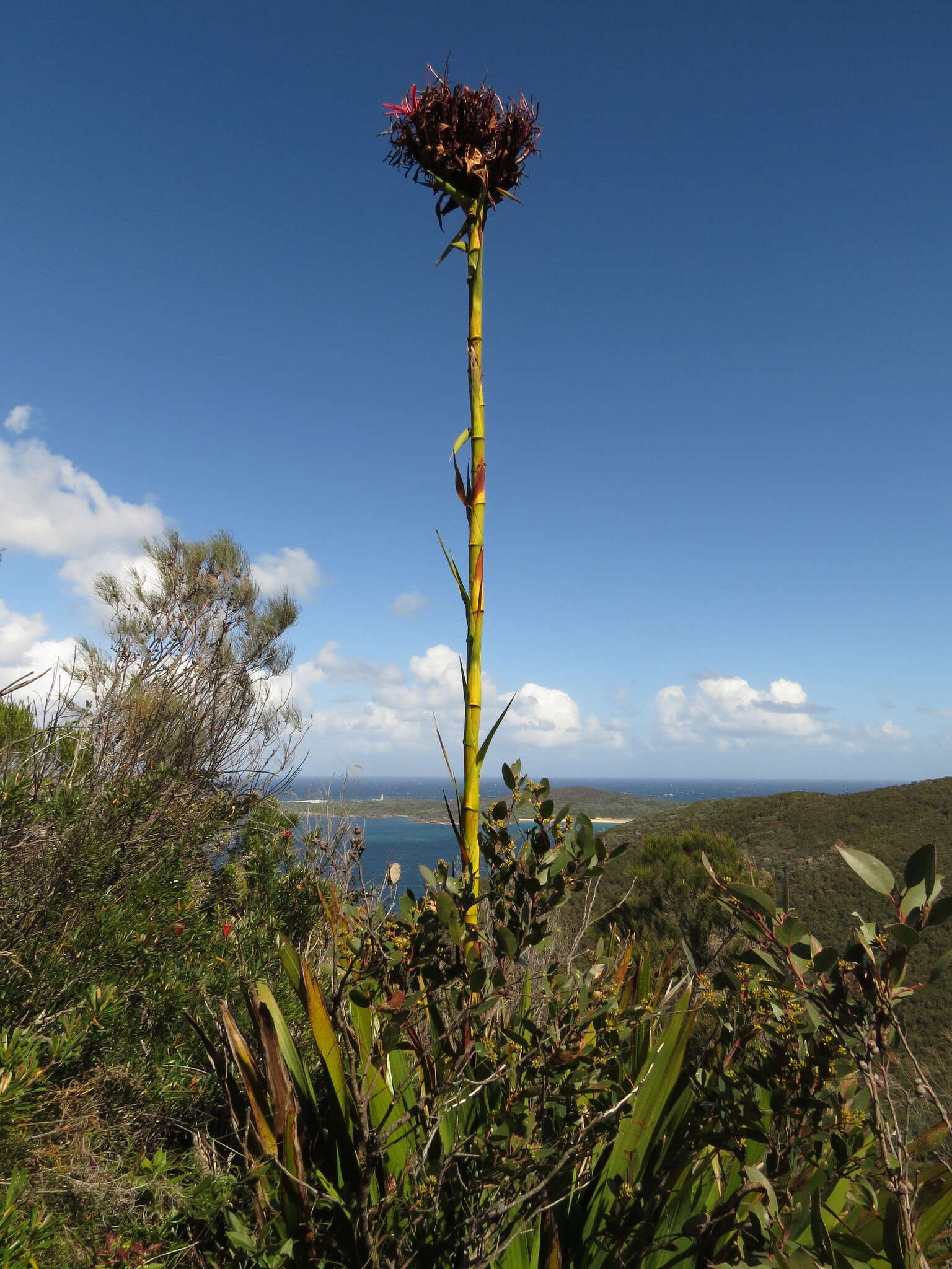 Doryanthes excelsa Corrêa resmi