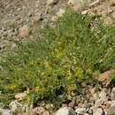 Astragalus lithophilus Kar. & Kir. resmi