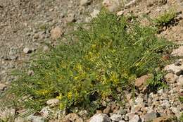 Image of Astragalus lithophilus Kar. & Kir.