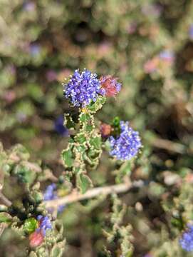 Image of wavyleaf ceanothus