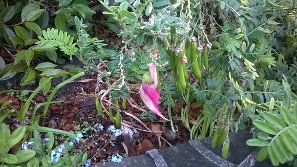 Слика од Clianthus