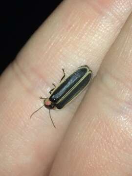 Image of Synchronous Firefly