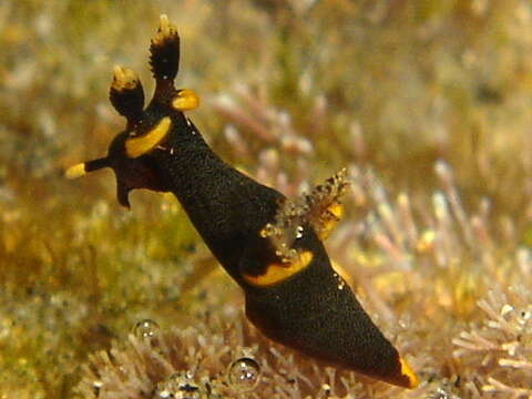 Image of Trapania melaina Gosliner & Fahey 2008