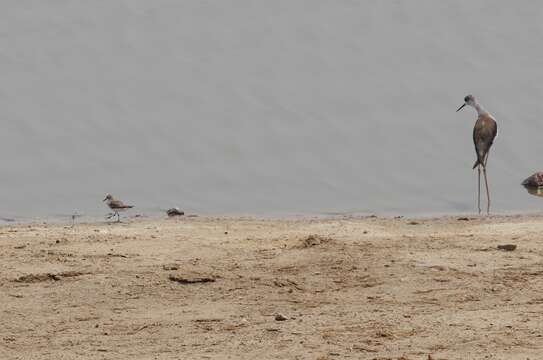 Plancia ëd Calidris minuta (Leisler 1812)