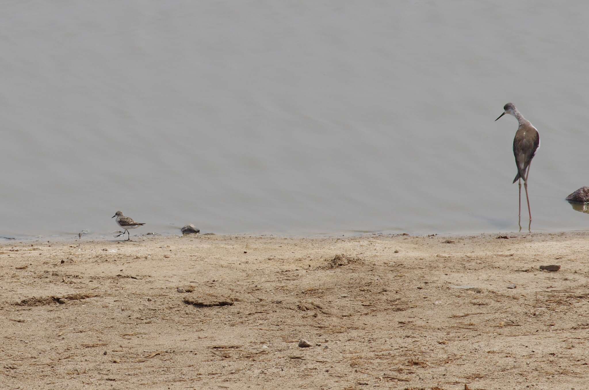 Image of Little Stint