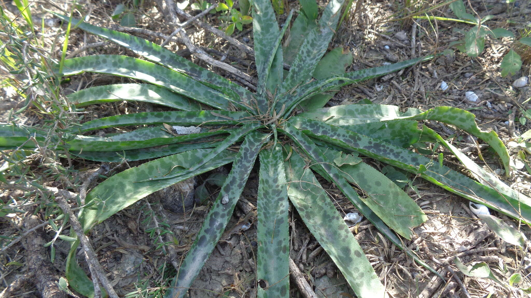 Image of Runyon's huaco