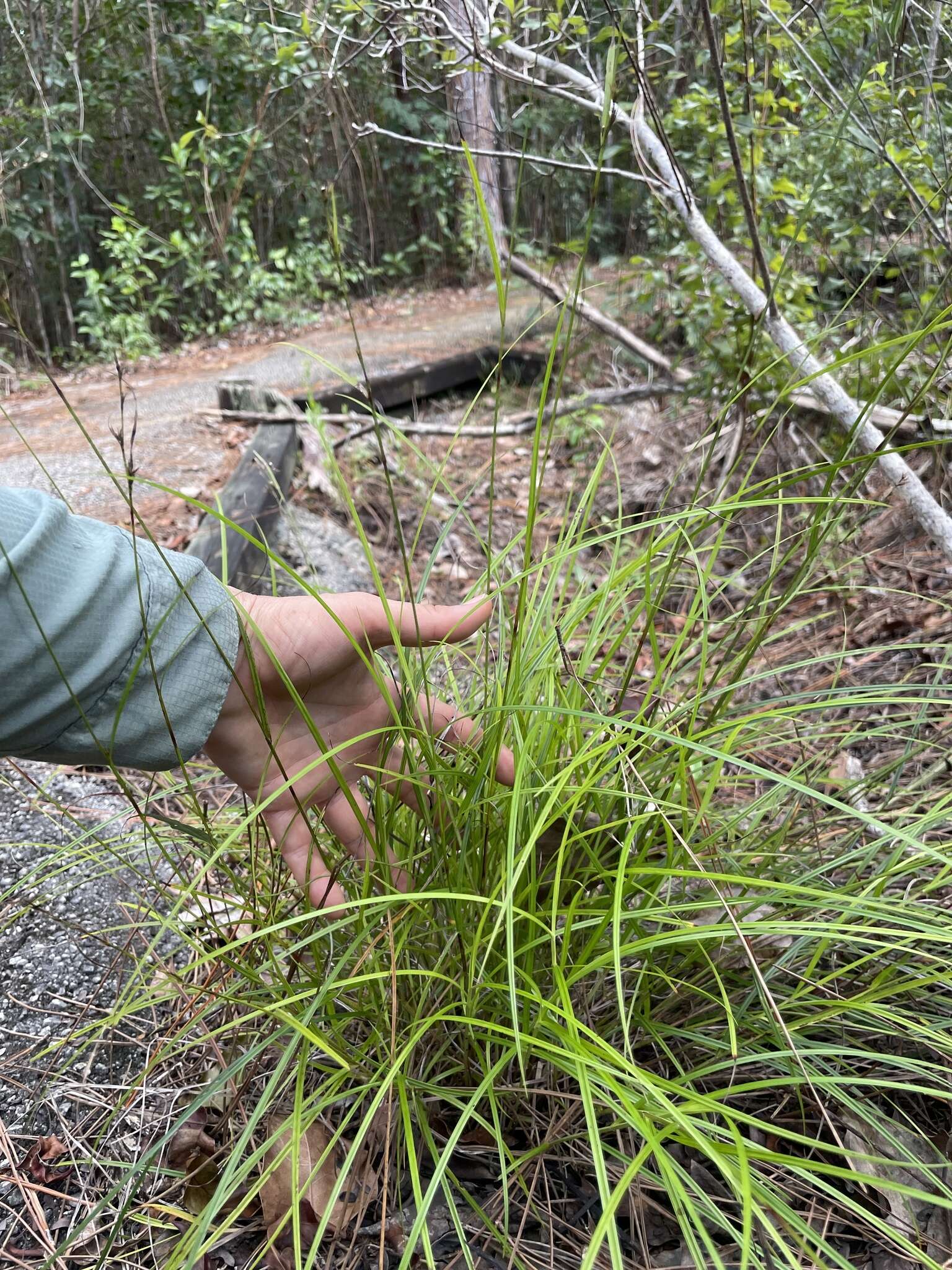 Image of Florida Keys Nut-Rush