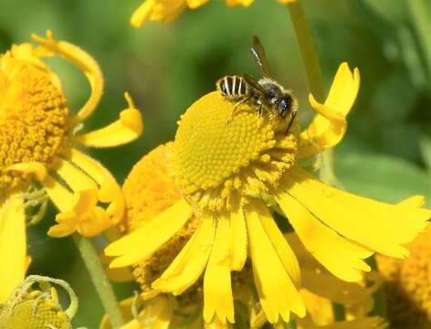 Megachile fidelis Cresson 1878 resmi