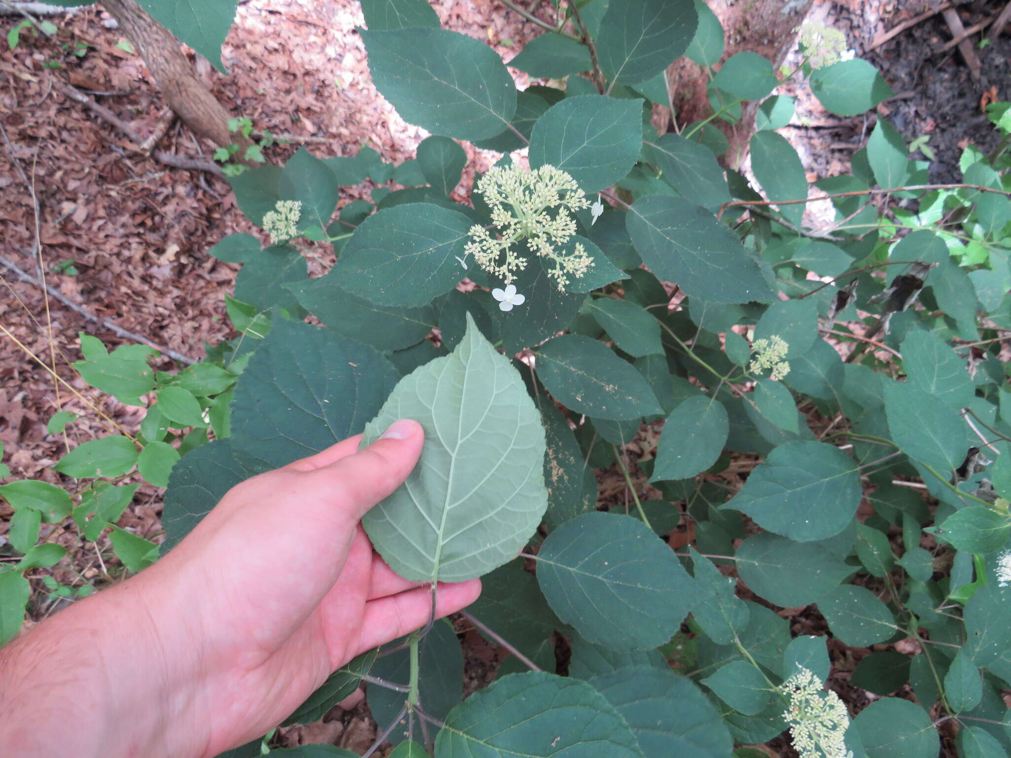 Imagem de Hydrangea cinerea Small