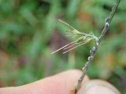 Image of Long-Leaf Basket Grass