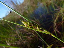 Image of Walter's Sedge