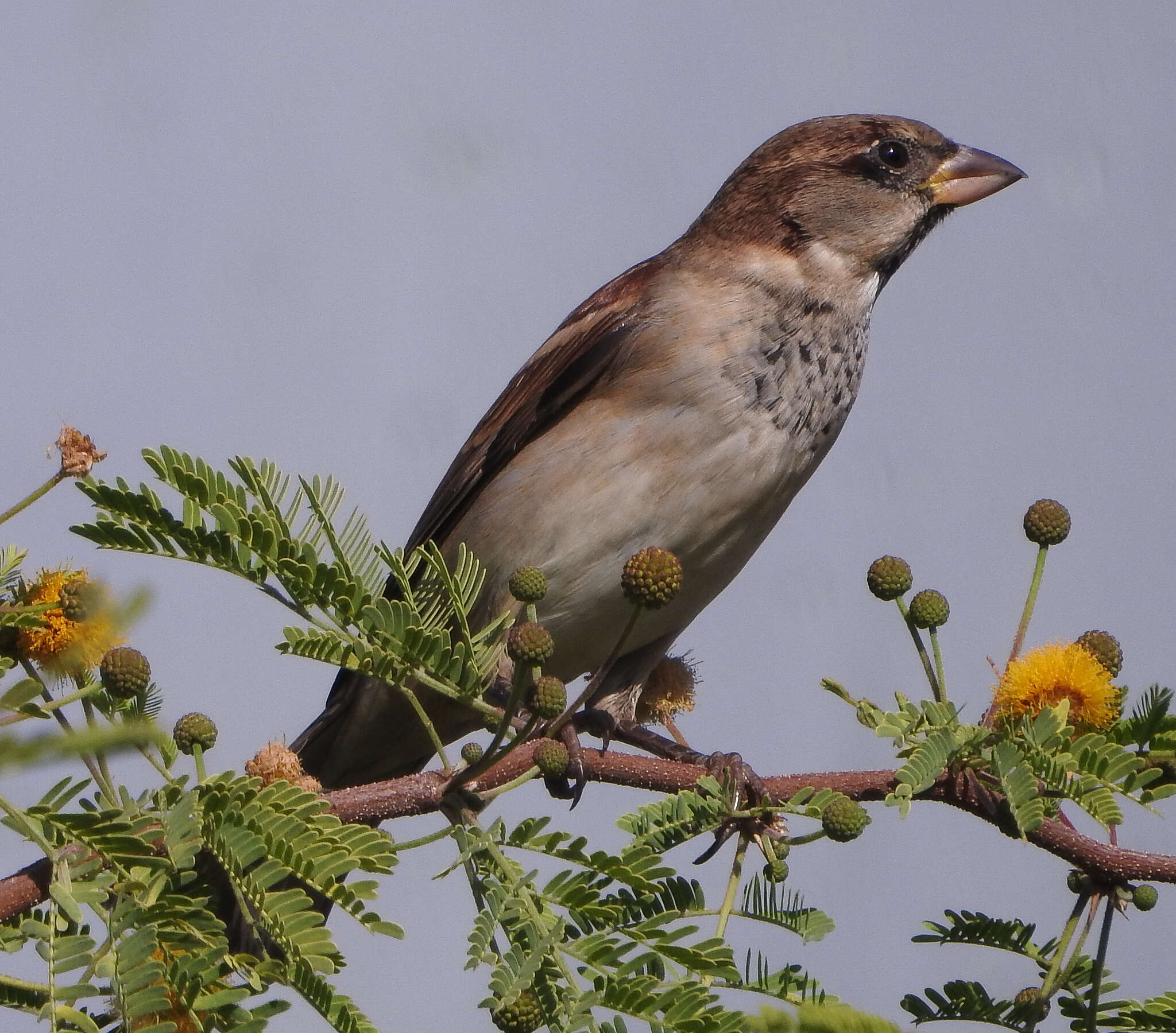 صورة Passer domesticus balearoibericus Jordans 1923