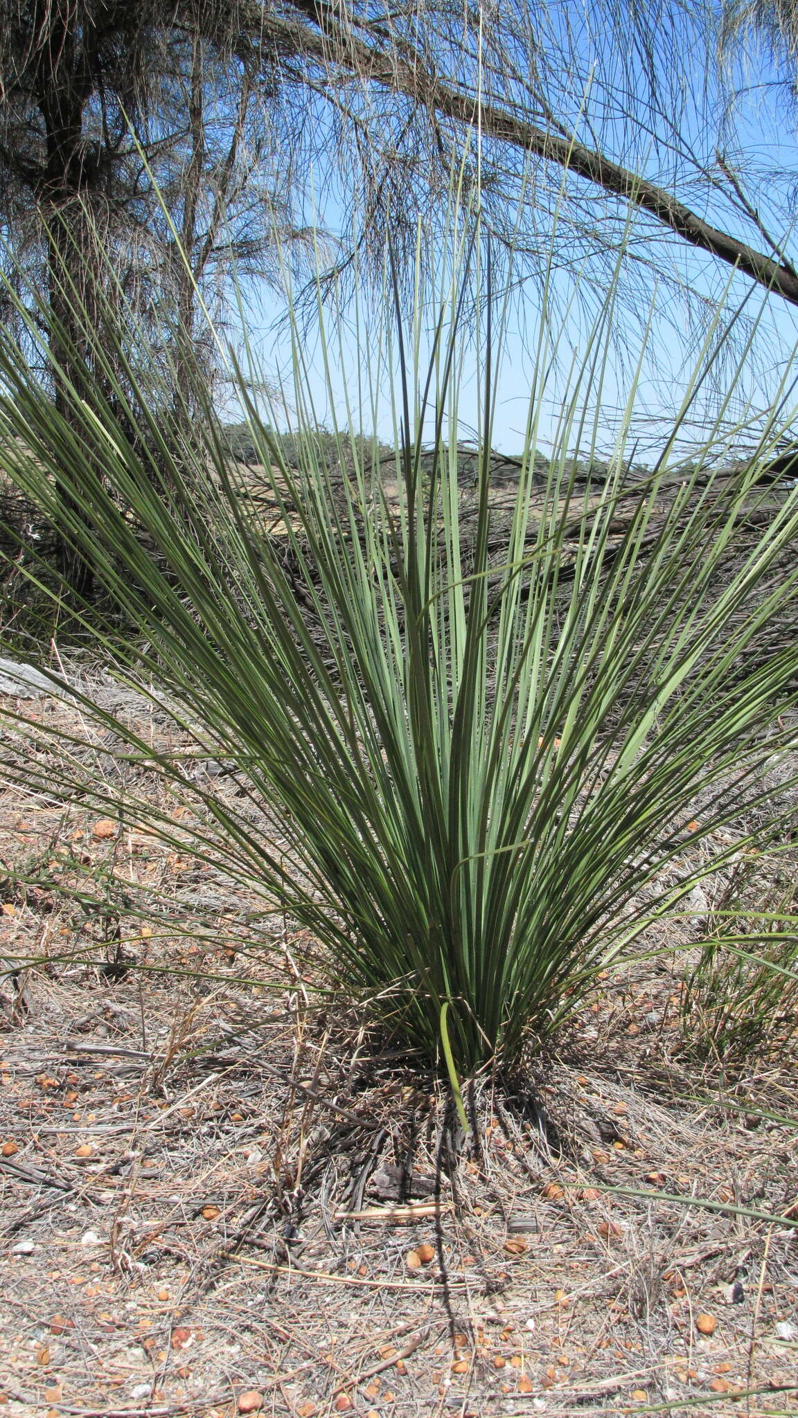 Image of Xanthorrhoea brevistyla D. A. Herb.